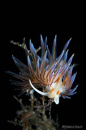 Cratena peregrina by Roland Bach 