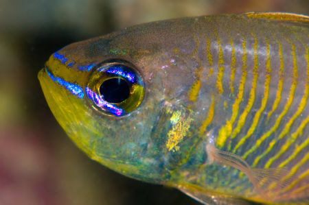 Cardinalfish photographed on the wreck of the Rosalie Mul... by Paul Colley 