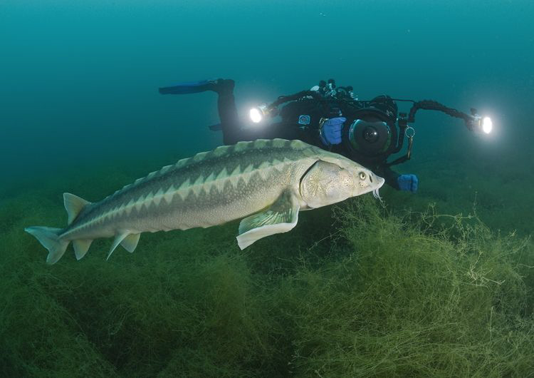 Mr T with sturgeon. D3, 16mm. by Derek Haslam 