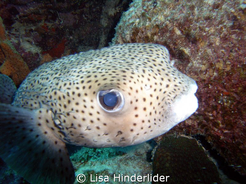 "Who's the cutest puffer in the entire universe?" by Lisa Hinderlider 