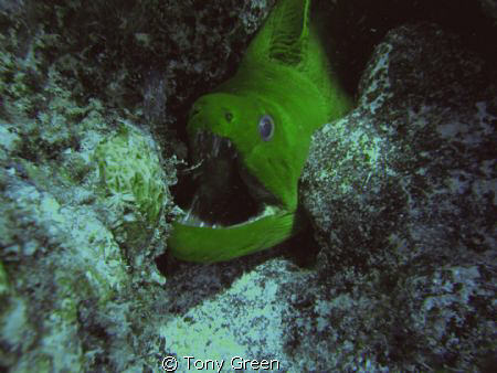Another Green Moray saying hi at Cayo Levantado off the c... by Tony Green 