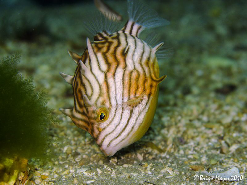 "Hhmm....that looks interesting, I wonder if I can eat it". by Brian Mayes 