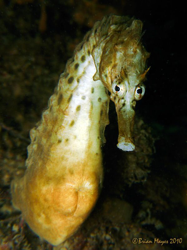 Is Nessie simply a large seahorse? by Brian Mayes 