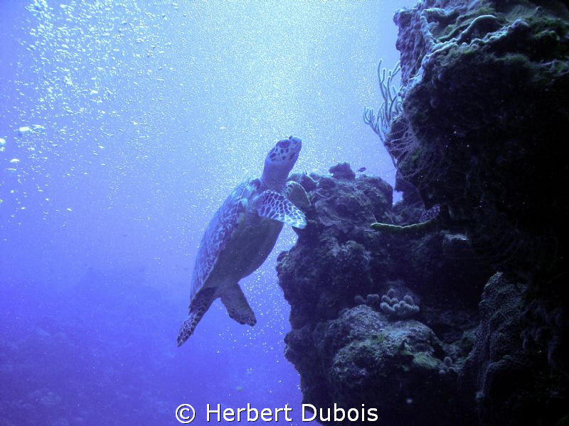 Taken on Tormentos Reef Cozumel by Herbert Dubois 