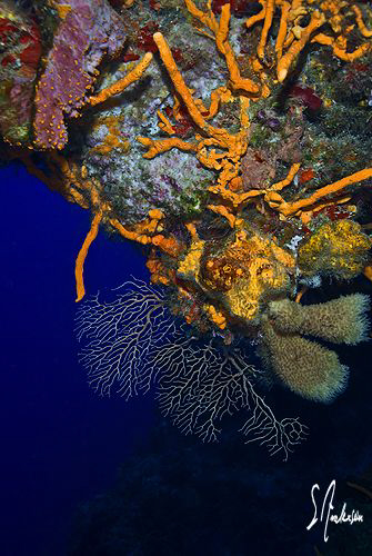 Diving along the wall of Palancar always affords a view l... by Steven Anderson 