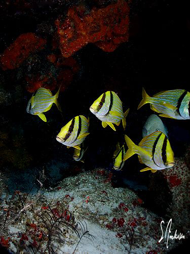 This image was taken while diving at Cedral Shallow off C... by Steven Anderson 