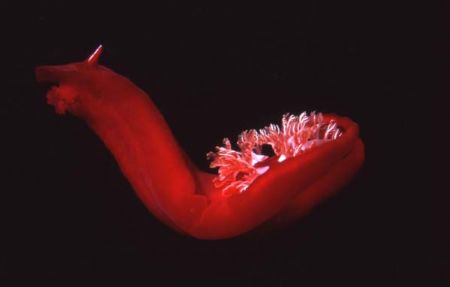 spanish dancer, Hanish island Yemen, by Alain Diaz 