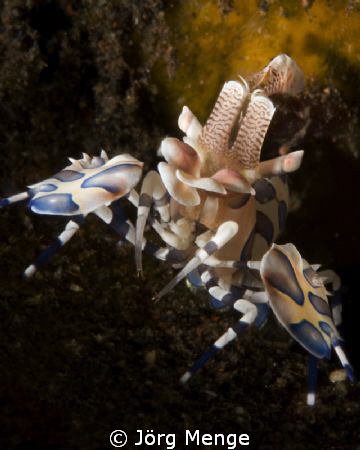 This Image is taken in Bali by Jörg Menge 