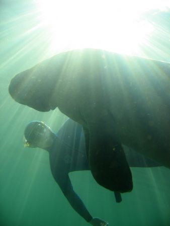 Manate and free diver, Crystal River, Florida. by Marko Wramén 