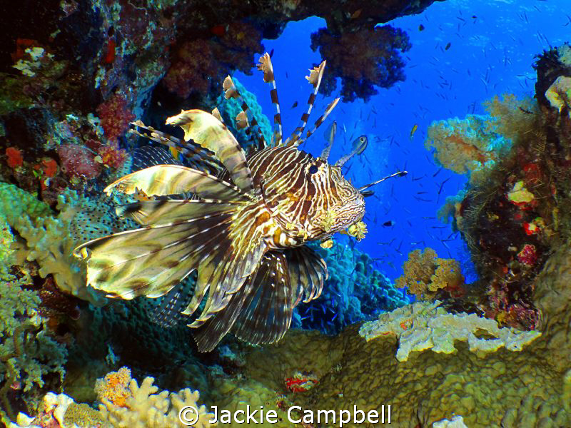 Lionfish in natural coral window.
Taken at Shaab Rumi in... by Jackie Campbell 