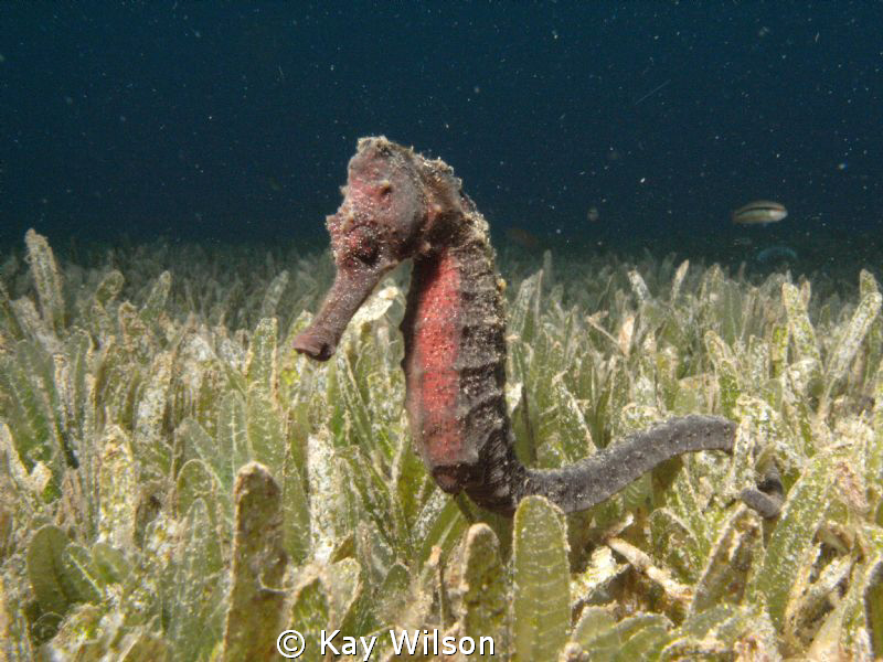 Long Snout Sea Horse.
Sea and Sea DX1G / YS110a strobe by Kay Wilson 