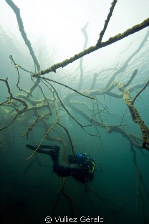 Diver and a tree in fresh water by Vulliez Gérald 