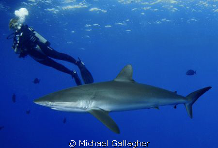 Close encounters with silky sharks, Sudan by Michael Gallagher 
