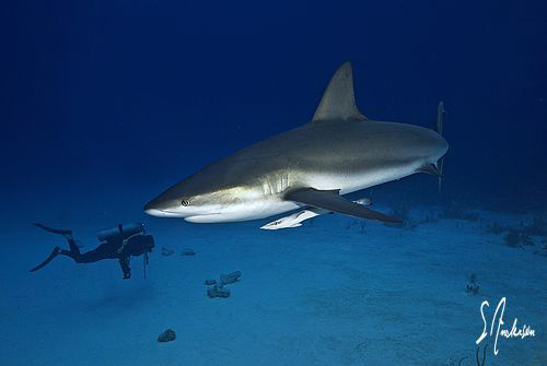 This image was taken during Shark dive in Nassau. What a ... by Steven Anderson 