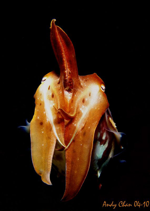 Baby Cuttle Fish - Padang Bai
Canon G9 + Nikonos SB 105 by Andy Chan 