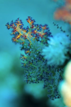 Soft coral with edge-only lighting. by Paul Colley 