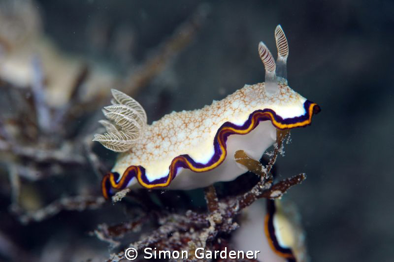 Chromodoris obsoleta shot with nikon D70s and 105mm macro... by Simon Gardener 