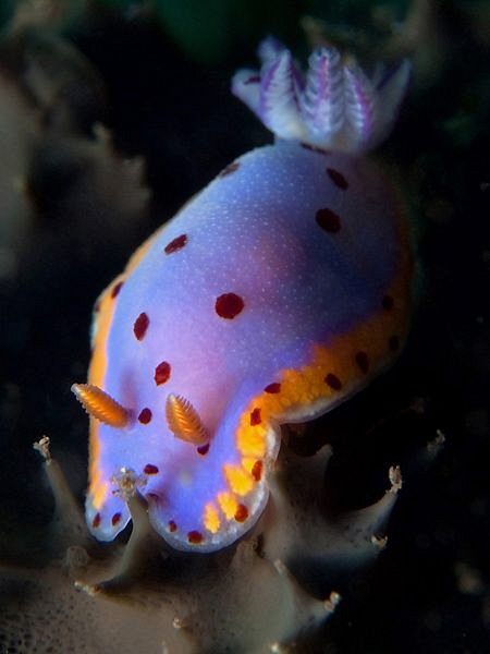 Chromodoris loringi, Kurnell by Doug Anderson 
