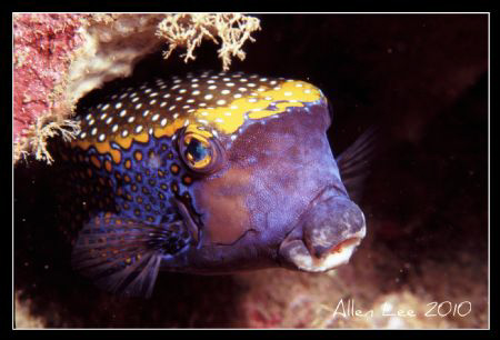 Black Boxfish.Nikon F100,f22,1/60,YS-120,RVP100. by Allen Lee 