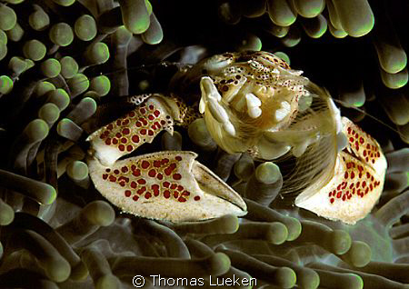 found in Lembeh; D200 by Thomas Lueken 
