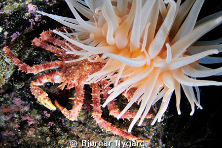A small Lithodes maja seeking shelter under the tentacles... by Bjørnar Nygård 