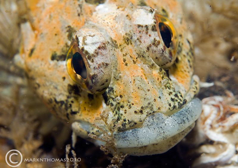 Long-spined scorpionfish.
Menai Straits, N. Wales.
D3 6... by Mark Thomas 