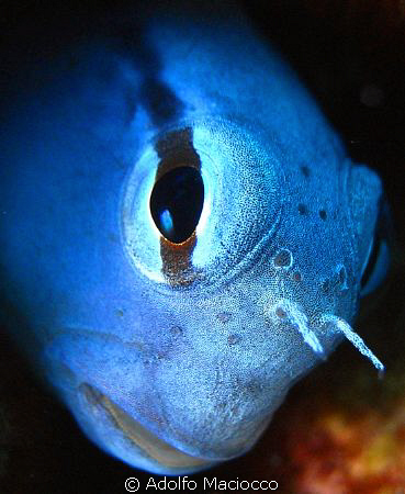 Blubelly Blenny Portrait

Sharm el Sheikh by Adolfo Maciocco 
