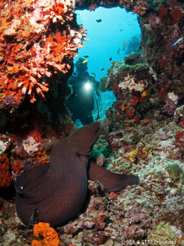 Bea watching a moray eel. Canon G10. by Bea & Stef Primatesta 