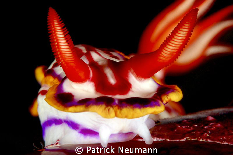 Devil horns by Patrick Neumann 