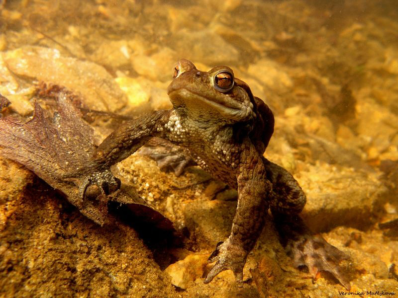 Frog Life V. by Veronika Matějková 
