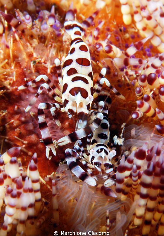 Together
Nikon D200, 60 misro, Twin strobo
Bimar Bay by Marchione Giacomo 