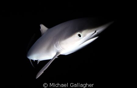 Silky shark at night, taken with single strobe out wide o... by Michael Gallagher 