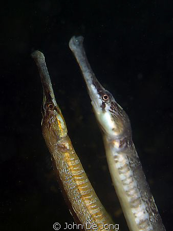 The first time I ever saw Syngnathus acus mating, last we... by John De Jong 
