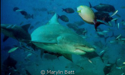 Here's looking at you babe.  Shark giving us the eye by Marylin Batt 