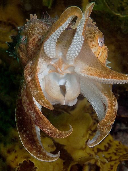Sepia apama, Kurnell by Doug Anderson 