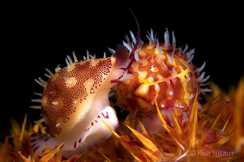 Mimic Cowries on soft coral.  These guys are TINY.  D300,... by Richard Witmer 
