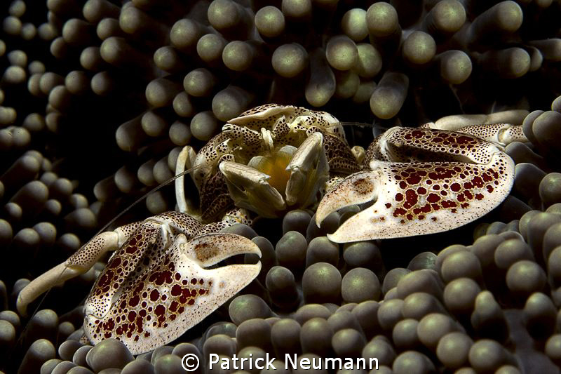 porcelan crab by Patrick Neumann 