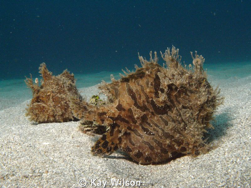 A pair of Striated Frog Fish
Sea and Sea DX1G, wide angl... by Kay Wilson 