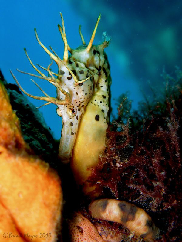 Medusa? by Brian Mayes 