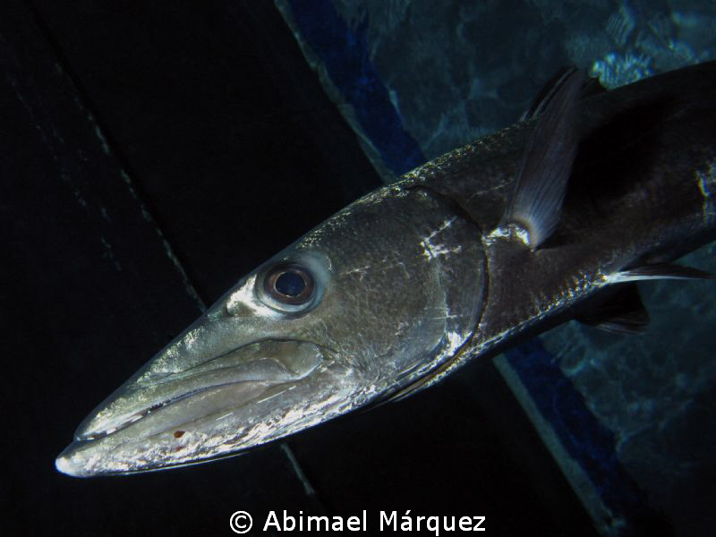 ...back to the boat I could see the drops of blood in her... by Abimael Márquez 