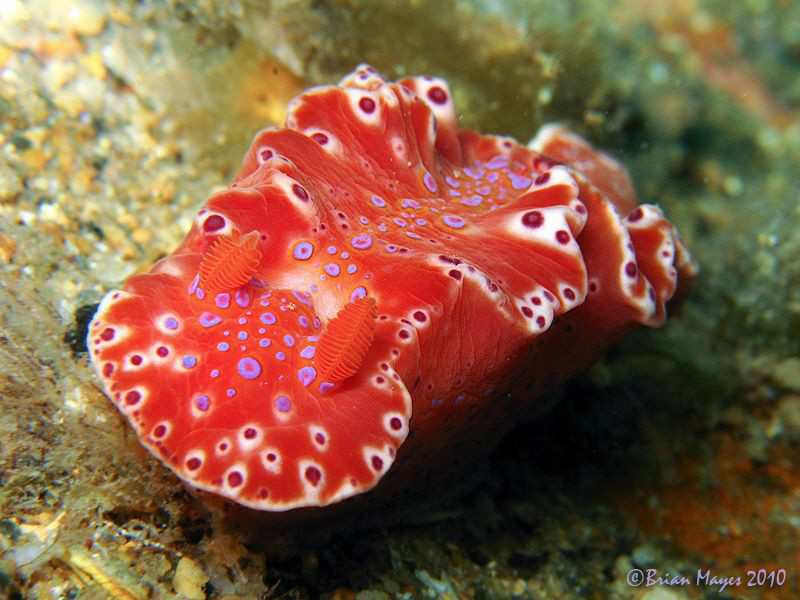 Short-tailed nudi by Brian Mayes 