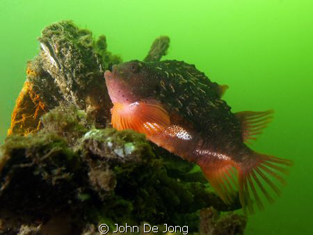 Cyclopterus lumpus can be found in the beginning of each ... by John De Jong 