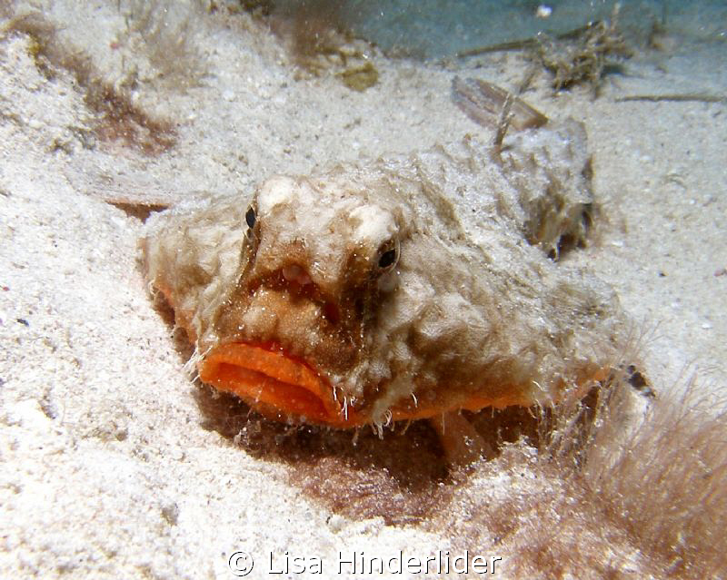 Short-nosed Batfish posing with the seasons hottest lip c... by Lisa Hinderlider 