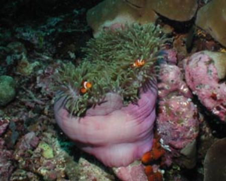 Magnificent Sea Anemone - Thailand by Dale Treadway 