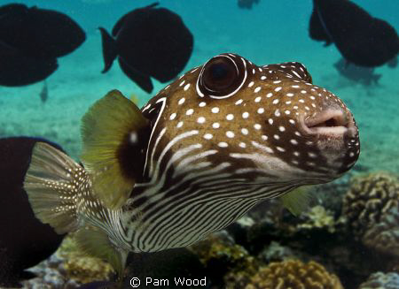 Zippy the Pufferfish.  Taken in Kona, Hawaii by Pam Wood 