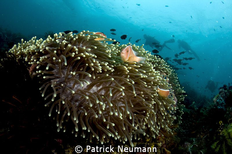 Anilao, twin rocks by Patrick Neumann 