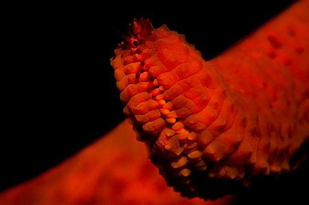 Seastar (Echinaster sepositus) by Roland Bach 