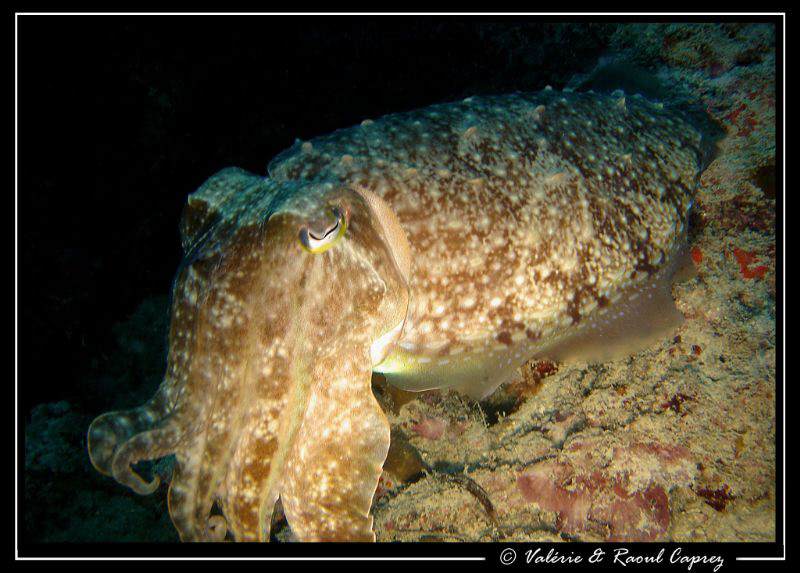 Encounter at night. by Raoul Caprez 