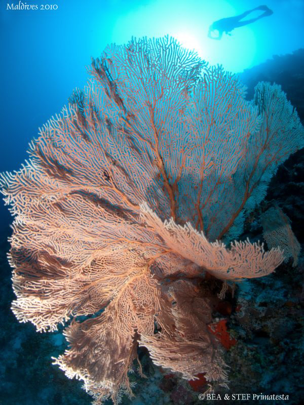 Just beautiful seafan. Canon G10. by Bea & Stef Primatesta 