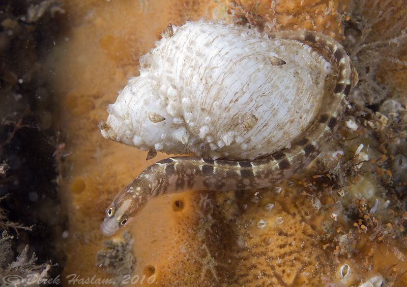 Butterfish. Menai straits. D3, 60mm. by Derek Haslam 